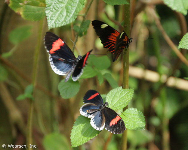 Images Of Butterflies In Flight. the utterflies in flight